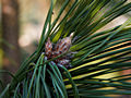 Pinus nigra Moldkei IMG_1783 Sosna czarna